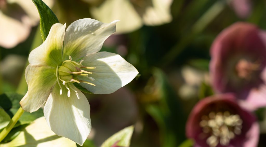 Heritage variety flowers