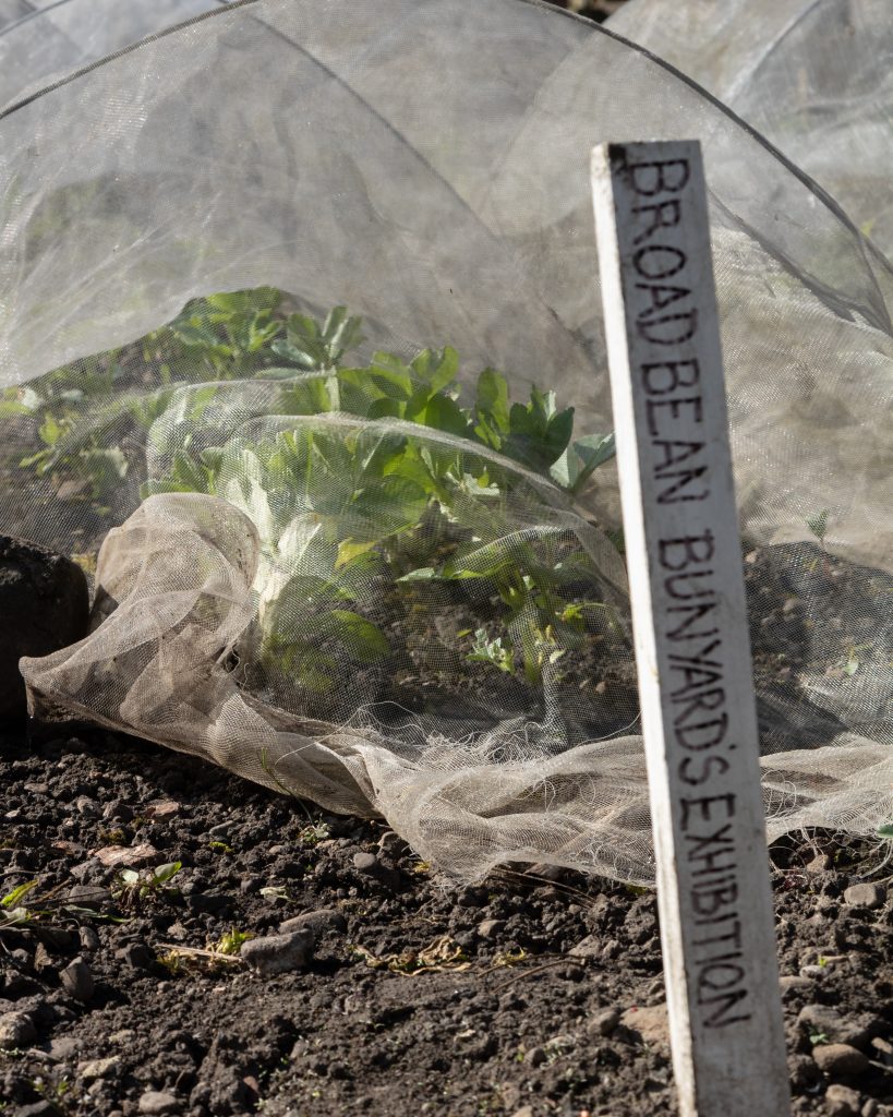 Growing broadbeans