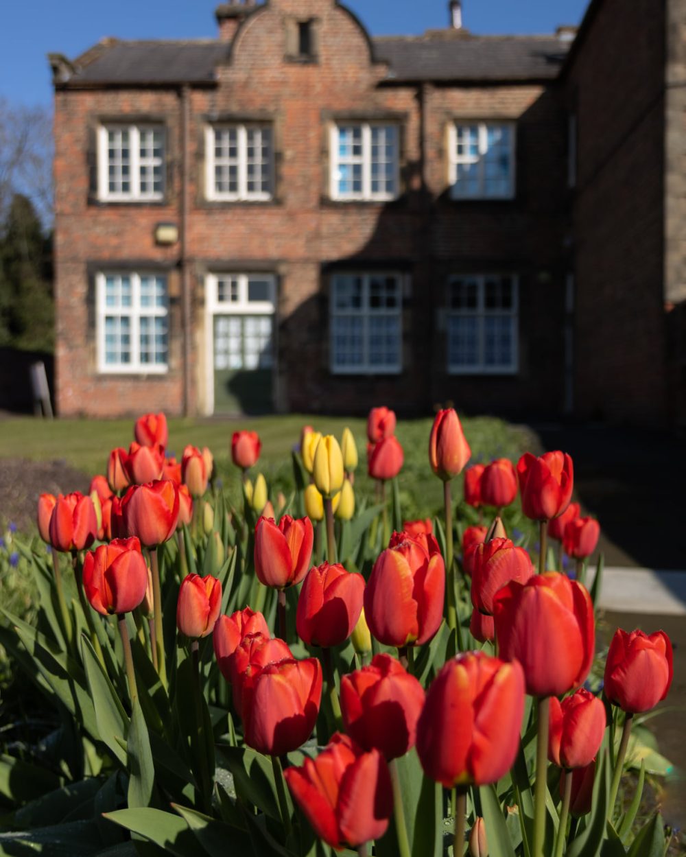 Spring tulips at the Workhouse