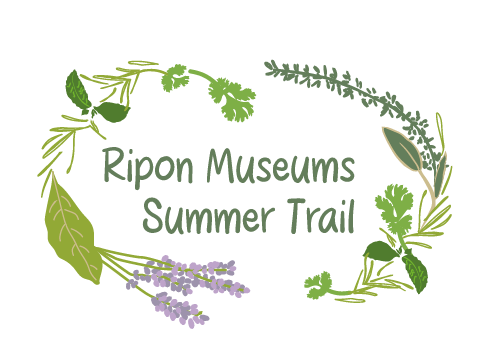 Ripon Museums summer trail motif with herbs and flowers to show the herb theme