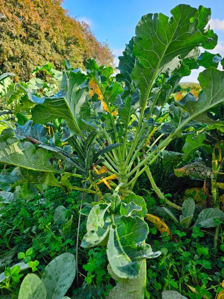 Purple Sprouting Broccoli