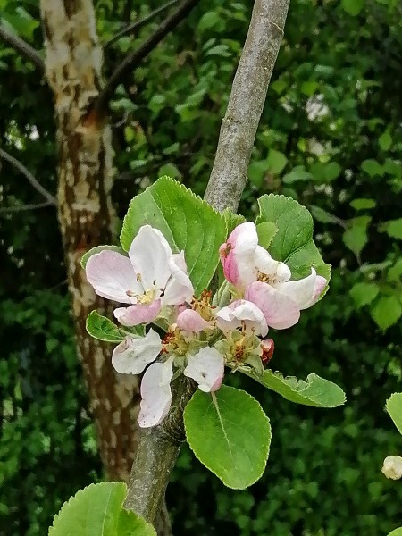 Grandpa Buxton Flower