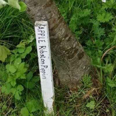 Apple Ribston Pippin Tree Marker