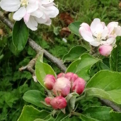 Apple Ribston Pippin Tree Flower