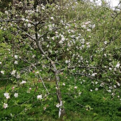 Apple Ribston Pippin Tree