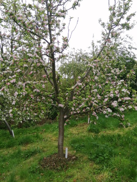 Apple Ribston Pippin Tree