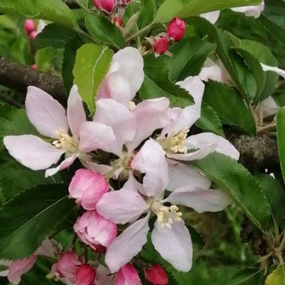 Acklam Russet Tree Flower