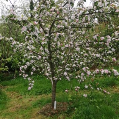 Acklam Russet Tree