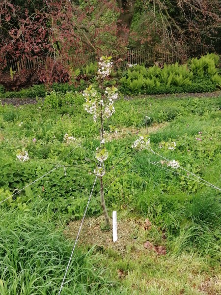 Morello Cherry Tree