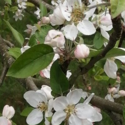 Apple Dogs Snout Tree Flower